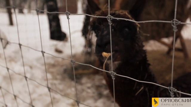 Маша в зоопарке. Кормит оленей и альпак. смотреть онлайн