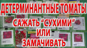 Детерминантные томаты. Куда сажать. Сажать семена томатов "сухими" или замачивать. О протравливании.