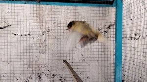 create new farm cage for gold finch & canari | Canari