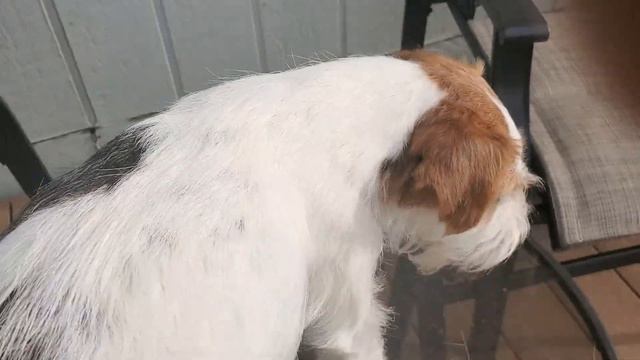 Handstripping demo 1 смотреть онлайн