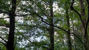 КАК ПРИГОТОВИТЬ САМЫЙ ВКУСНЫЙ ГУЛЯШ , ПРОГУЛКА ПО БАВАРСКОМУ ЛЕСУ , ЗАКУПКИ  , КОШКИ