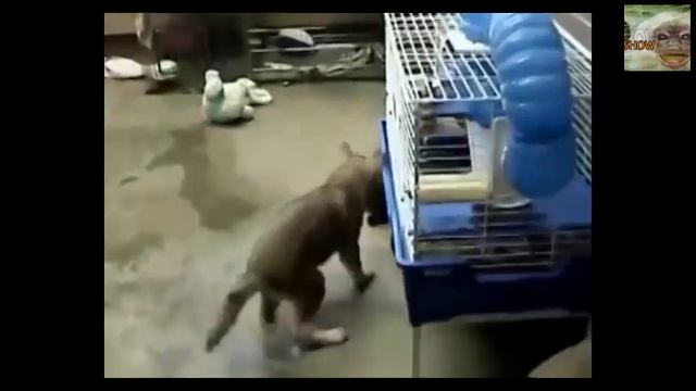 гризли воюет с собакой grizzly attack dog смотреть онлайн