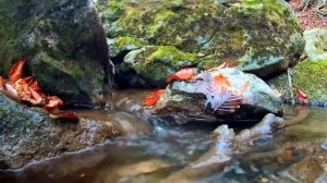 Звук горного ручья текущего сквозь камни | Звуки природы ручей | Звуки воды для сна и расслабления