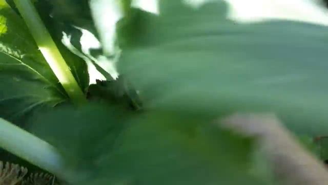 #дача #огород #бахчевые / Бахчевые тыквенные культуры на участке. Краткий обзор урожая 2020 года смотреть онлайн