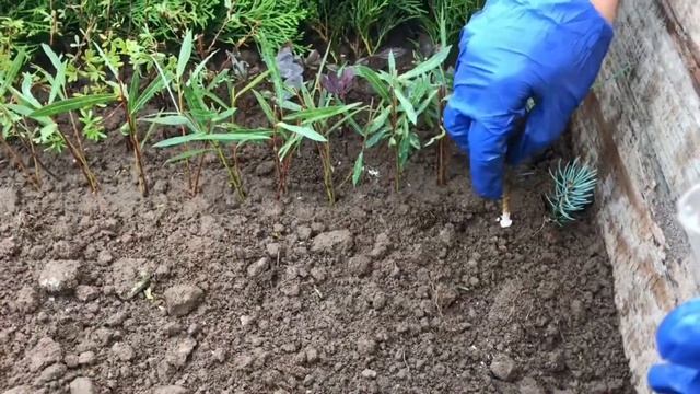 Пихта корейская | Размножение черенками | Спустя 2 года есть хороший результат ? смотреть онлайн