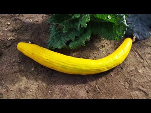 Армянский огурец со вкусом дыни. Как добиться аромата? Дегустация, впечатления от армянского огурца