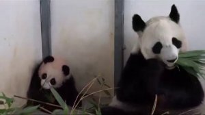 Маман ест, а я Чем хуже МосковскИй зоопарк👀🐼🤣🔥🥰baby Panda Moscow zoo👀🐼🤣🔥🥰