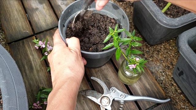 ANGELONIA PROPAGATION | Methods to grow more angelonia смотреть онлайн