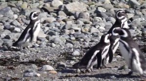 Магеллановы пингвины (Остров Магдалена, Патагония, Чили)