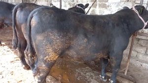 МОЛИ АНГУС САВДО ШУД 81.200😱😱🤳 АНА МОЛ ОРГИНАЛ