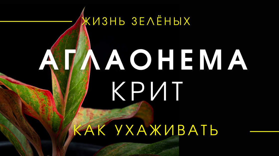 Аглаонема Крит - обзор сорта и правила ухода / Как ухаживать #аглаонема #аглаонемакрит