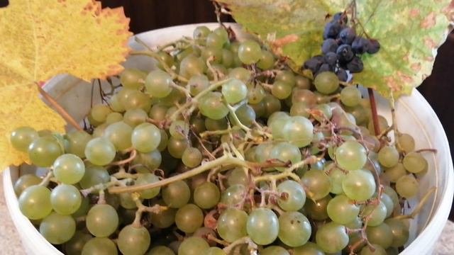 Виноград Ленинградской области