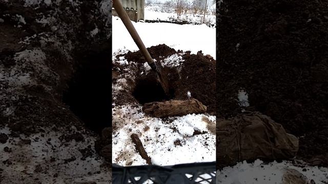 Хранение черенков винограда в земле. Результат.