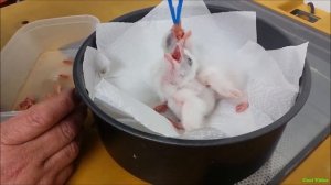Кормление птенцов сокола (falcon chicks)