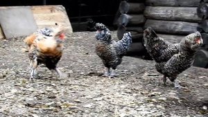 #Поет_петух #Сибирская_мохноножка Павловская порода кур Siberian fawl, Pavlovskie #chickens