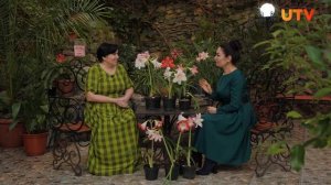 Что делать, когда гиппеаструм отцвёл?