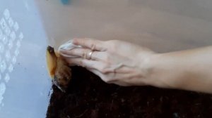 ЕЖЕДНЕВНАЯ УБОРКА У УЛИТОК АХАТИН? ВИТАМИННЫЙ ЗАВТРАК?