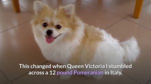 German Spitz vs Pomeranian: Which one would be better for you?