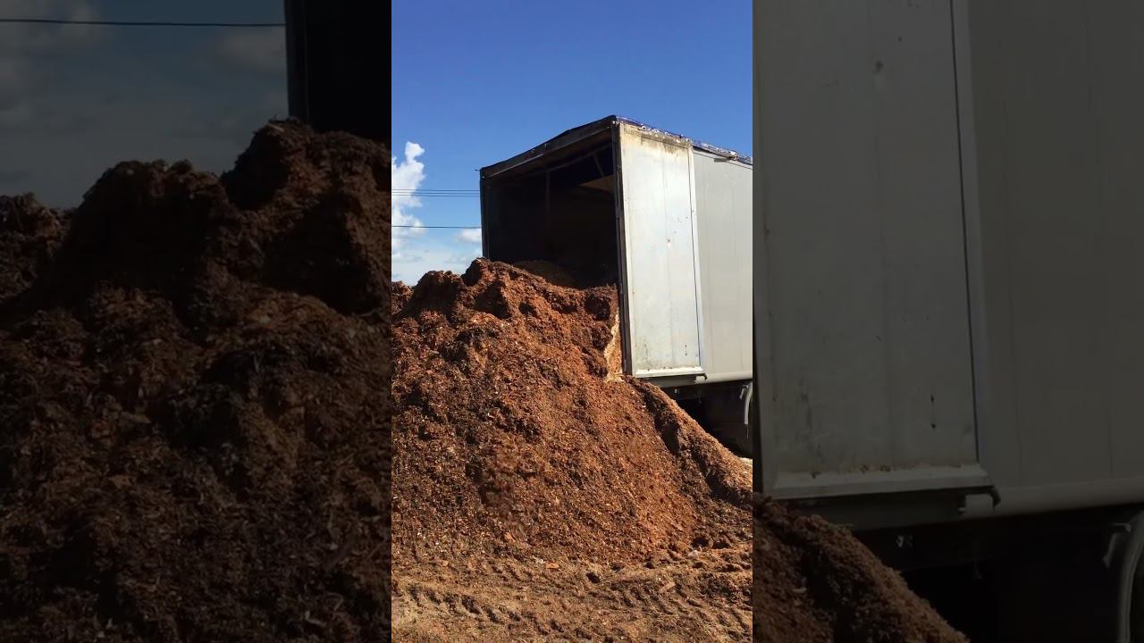 Опилки для мульчирования плантации голубики. #мульча #щеповоз #голубика смотреть онлайн