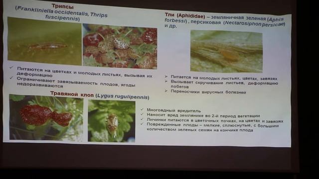 Болезни и вредители голубики, клубники (часть 3 из 3) смотреть онлайн