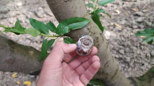 Вредители Персика - Улитки 🐌
