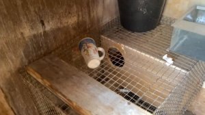 В вольер для содержания кроликов пришла весна. Содержание и размножение кроликов. Дачная Жизнь ТВ.