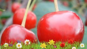 Вишня обыкновенная Десертная Морозовой ? Посадка. саженцы, крупномеры вишни: особенности сорта