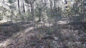 Ориентирование в лесу. Каким должен быть компас?