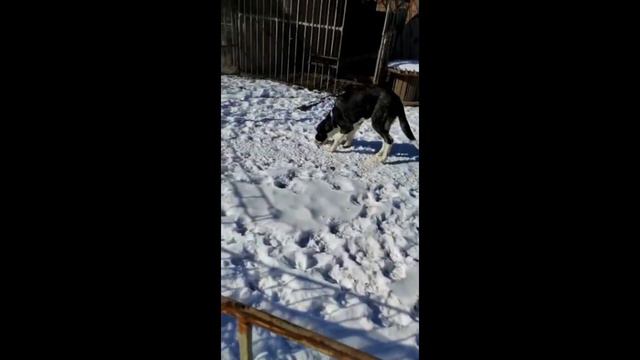 Alabay Video 🐶 Uzbekistan #alabay #alabai #dok #dok смотреть онлайн