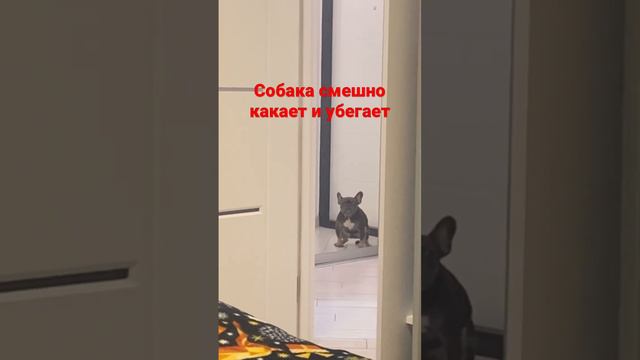 Собака смешно какает и убегает