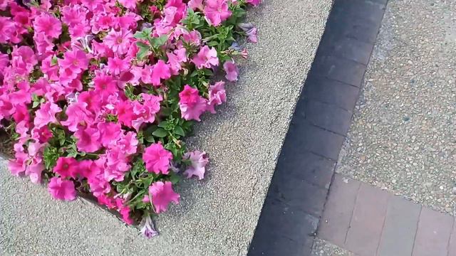 Petunia Plant care|| Petunia Flowers || 7 care tips for Petunias
