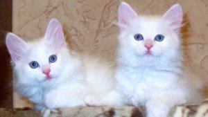Турецкие ангоры кошки и котята