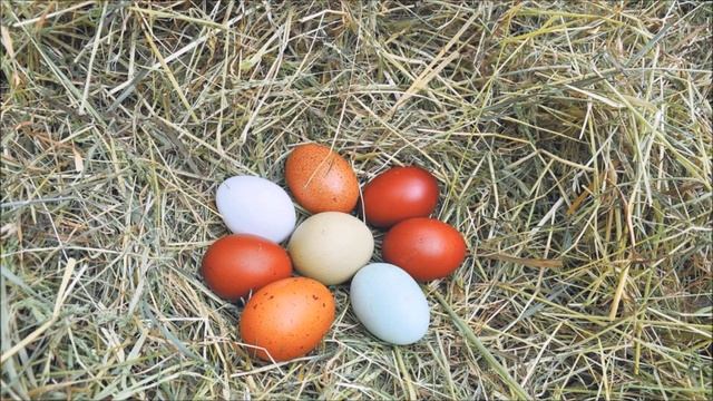 Как выгодно продать куриные яйца. Какой спрос на куриное яйцо. Куры несушки содержание.
