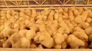 о технологии инкубации куриных яиц в промышленном инкубатории