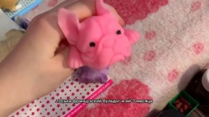 Первое видео, знакомство со зверятами ?