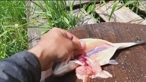 форель пресноводная , а мясо красное.( Почему так и что повлияло на окрас .)