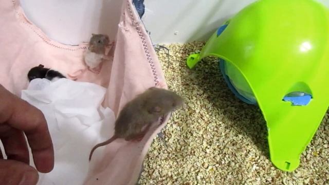 Крысята из Кучино подросли. Меняем наполнение в дюне. Бегаем, кусаемся и кушаем кашку. (Fancy Rats)
