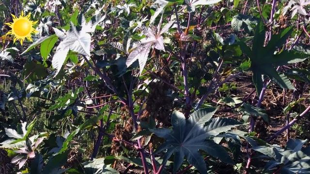 ООО Донская деревня, сельхозпроизводитель клещевины смотреть онлайн