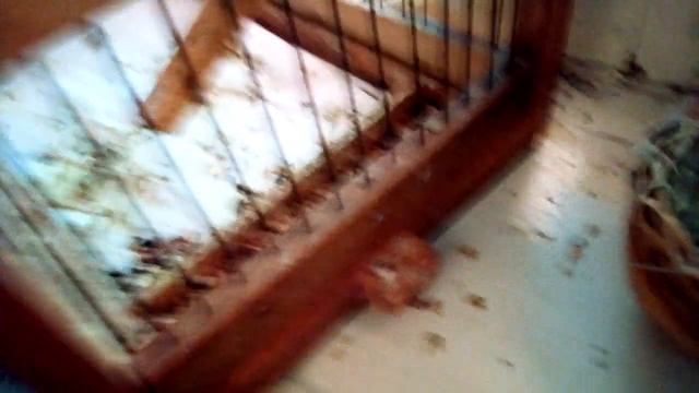 Все животные канала СУПЕР КАНАРЕЙКИ смотреть онлайн