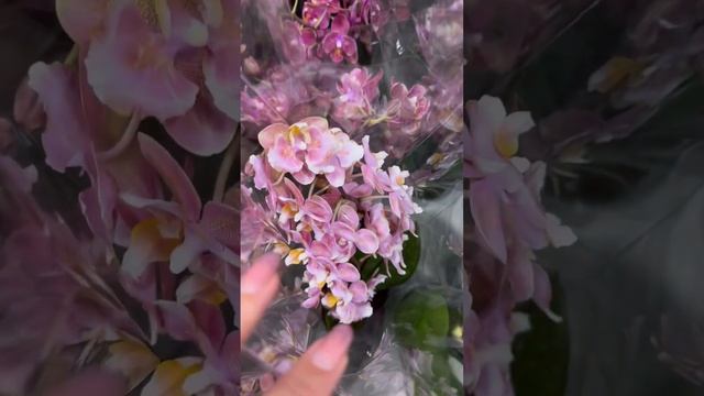 Поставка 12 августа 2023 редкие орхидей в центре Москвы смотреть онлайн