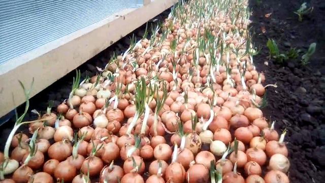 Лук на перо. Посадочный очень мелкий. смотреть онлайн