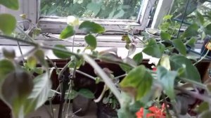 Белопероне уход в домашних условиях