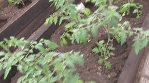 Высадила томаты в Уральскую теплицу. Сколько штук, какие сорта томатов.