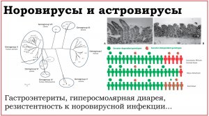 52. Клинически значимые вирусы семейств Caliciviridae и Astroviridae