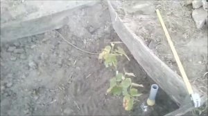 Посадка саженцев винограда осенью  Часть 2  Устройство полива и посадка саженца
