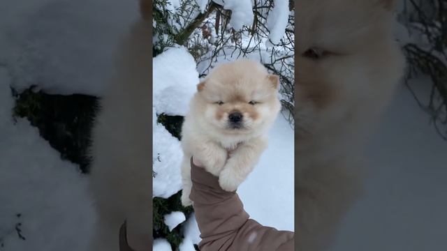 малышка Мини Чау-Чау  по кличке Айвори ☺️Продаётся  ❤️Mini Chow-Chow, female Продан/Sold