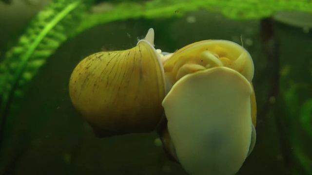 икра ампулярий смотреть онлайн