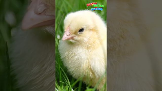 КАК ГОВОРЯТ ЖИВОТНЫЕ + ЦЫПЛЁНОК + ЗВУКИ ЖИВОТНЫХ + РАЗВИВАЮЩИЕ МУЛЬТИКИ  + СТИХИ ДЕТЯМ ПРО ЖИВОТНЫХ смотреть онлайн