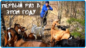 Первый раз вывели пастись коз в этом году да еще с пополнением