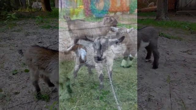 сколько стоит выездной зоопарк Москва 8965380-13-11